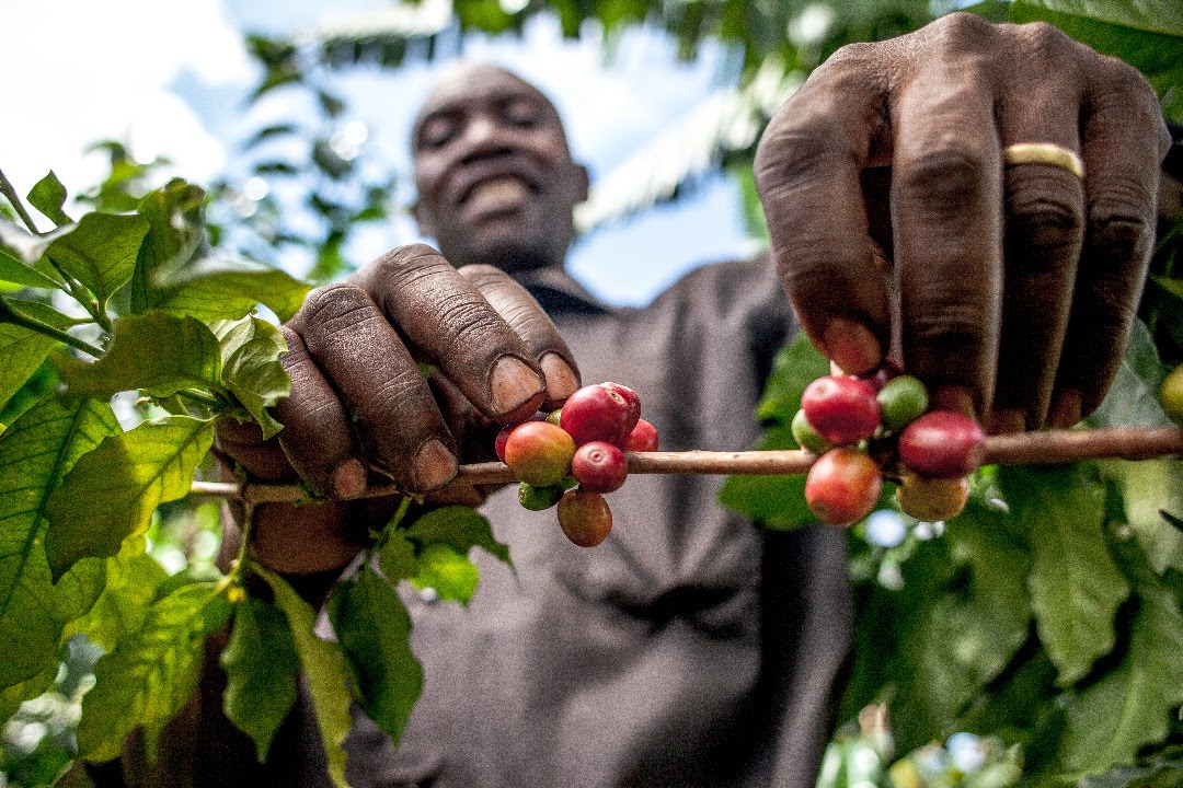 From Kilimanjaro to Your Cup: The Unique Journey of Tunywe Kahawa Africa&rsquo;s Arabica Coffee
