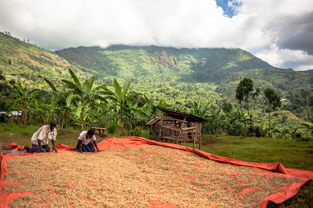 Sustainability in Every Sip: How Tunywe Kahawa Africa Empowers Farmers and Protects Nature